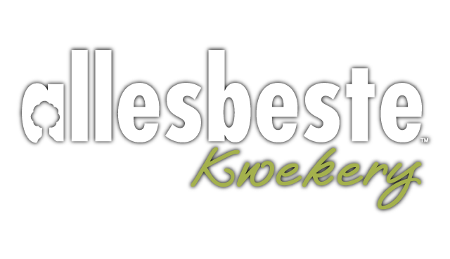 Allesbeste kwekery, Allesbeste nursery