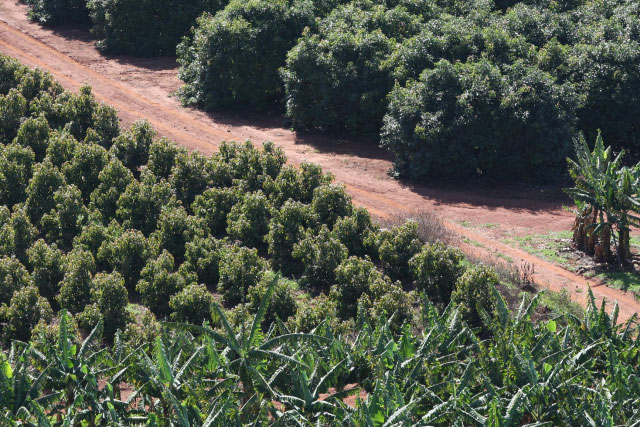 Farming with Avocados, Timber boerdery, Bananas and Litchi