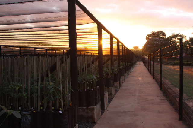 Avocado cultivar development